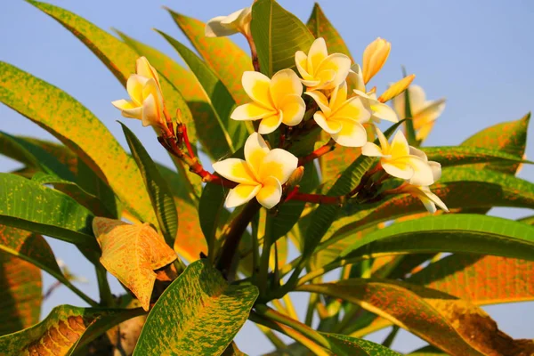 Plumeria Blomma Vit Och Pollen Gul Vackra Trädet Gemensamma Namn — Stockfoto