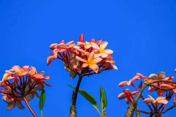 プルメリアの花ピンクまたは砂漠ローズの木と空の背景 共通名 キョウチクトウ科プルメリア パゴダ 神殿に美しい — ストック写真