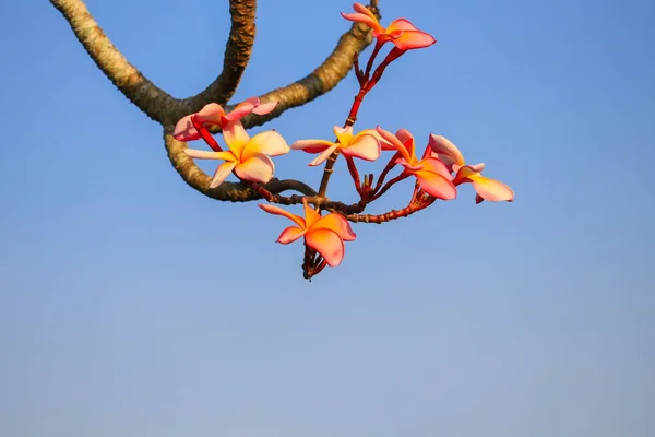 Plumeria Çiçek Pembe Veya Çöl Ağaç Gökyüzü Arka Plan Ortak — Stok fotoğraf