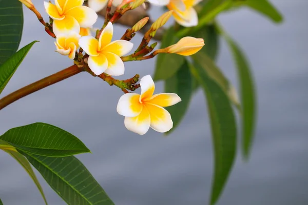 プルメリア花白と花粉 共通名 Pocynaceae プルメリア 塔の木 寺の木に美しい黄色 — ストック写真