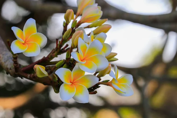 Biały Kwiat Plumeria Pyłek Żółty Piękne Drzewo Wspólne Nazwy Pocynaceae — Zdjęcie stockowe