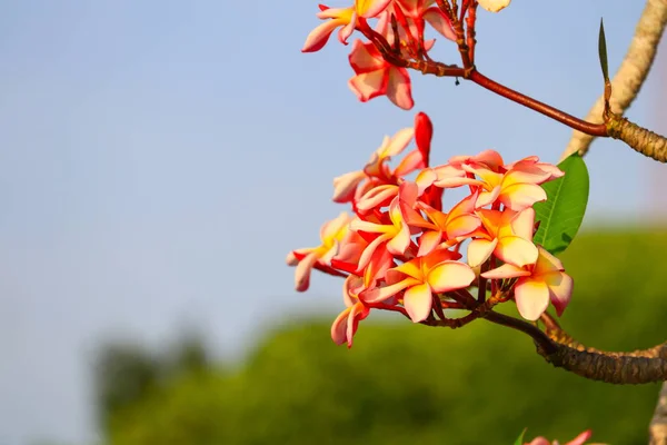 Plumeria Blume Rosa Oder Wüstenrose Schön Auf Baum Gebräuchlicher Name — Stockfoto