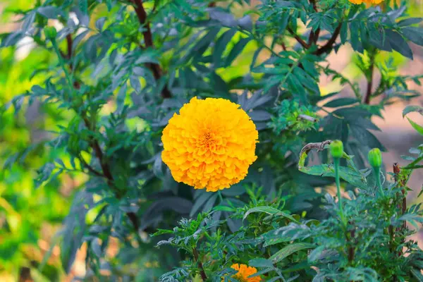 Nagietek Żółty Kwiat Kwitnący Piękne Ogrodzie Aksamitka Wzniesiona Meksykański Nagietek — Zdjęcie stockowe