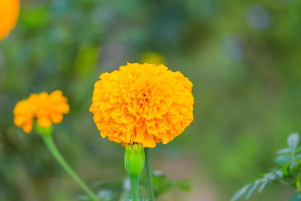 Caléndula Flor Amarilla Que Florece Hermosa Jardín Tagetes Erecta Caléndula —  Fotos de Stock