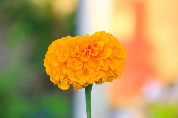 Flor Amarela Calêndula Florescendo Bonita Jardim Tagetes Erecta Calêndula Mexicana — Fotografia de Stock