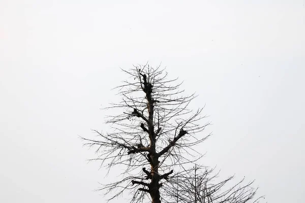Kuru Dal Gölge Ağacı Için Kopya Alanı Ile Güzel Arka — Stok fotoğraf