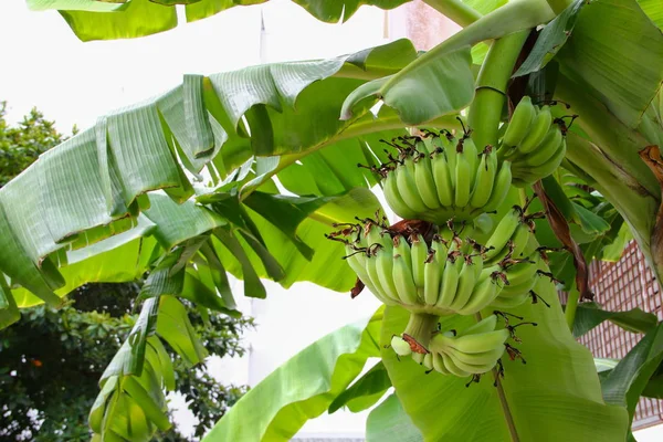 banana raw with a bunch on the tree