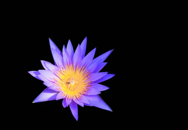 Lotus Flower Lilly Purple Beautiful Isolated Black Background Clipping Path — Stock Photo, Image
