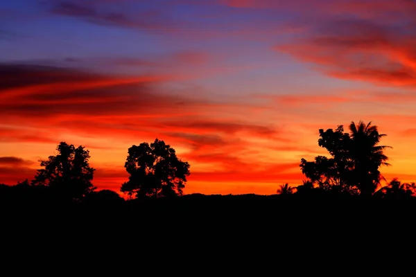 Небо Облаке Заката Красочные Силуэтом Движения Дерева Лесу Вечером Природе — стоковое фото