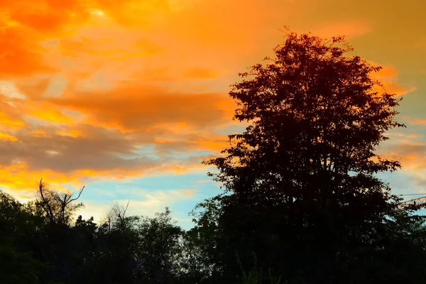 Baum Und Ast Silhouette Bei Sonnenuntergang Himmel Schöne Landschaft Bild — Stockfoto
