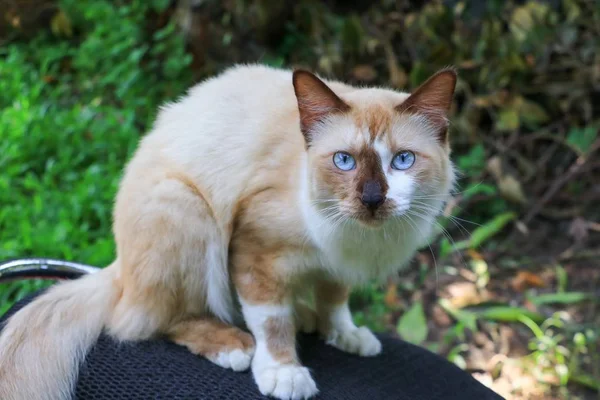 Kucing Mata Biru Indah — Stok Foto