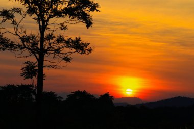 günbatımı güzel renkli manzara ve siluet ağacında gökyüzü twilight saat