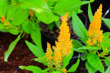 cockscomb sarı veya Celosia argentea güzel bahçede çiçek benekli