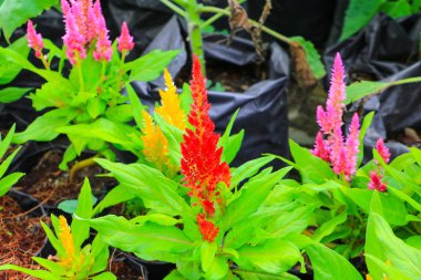 cockscomb kırmızı veya Celosia argentea güzel bahçede çiçek benekli