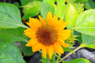 Ayçiçeği sarı çiçek açan Bahçe Çiçek güzel yakın çekim