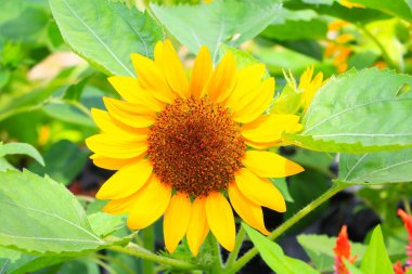 Ayçiçeği sarı çiçek açan Bahçe Çiçek güzel yakın çekim