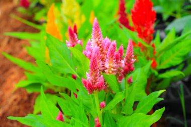 cockscomb pembe veya Celosia argentea güzel bahçede çiçek benekli