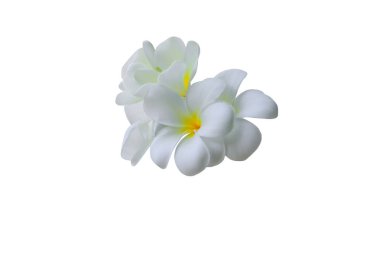 Plumeria. Beyaz arka plan ve kırpma yolu (ortak ad pocynaceae, Frangipani, Pagoda ağacının, tapınak ağaç izole spa çiçek )