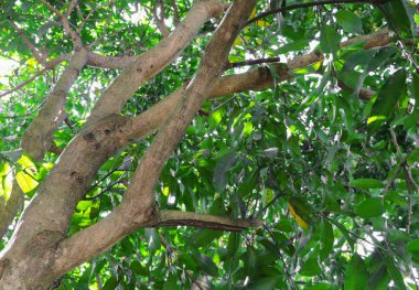 Şube ve güzel orman arka plan alt ağacının yaprak görüntüleyin. kavram dünya çevre günü (durmak yok orman)