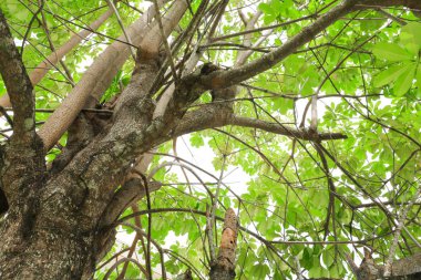 Beyaz arka plan alt görünümü üzerinde orman içinde güzel ağaç dal yaprağı. kavram dünya çevre günü (durmak yok orman)