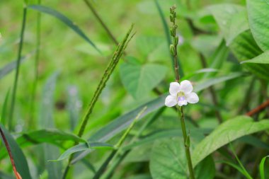 yeşil bir arka plana sahip küçük beyaz çiçek