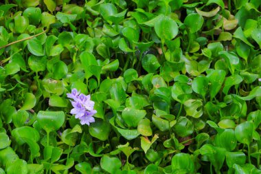 doğal güzel arka plan su sümbül çiçeği