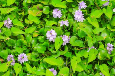 doğal güzel arka plan su sümbül çiçeği