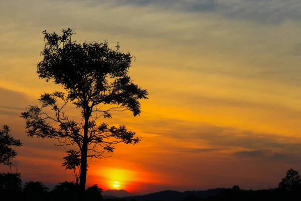 Закат Красивый Красочный Пейзаж Силуэт Дерева Сумерках Небо Время — стоковое фото