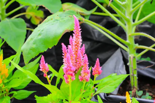 Cockscomb Pembe Veya Celosia Argentea Güzel Bahçede Çiçek Benekli — Stok fotoğraf