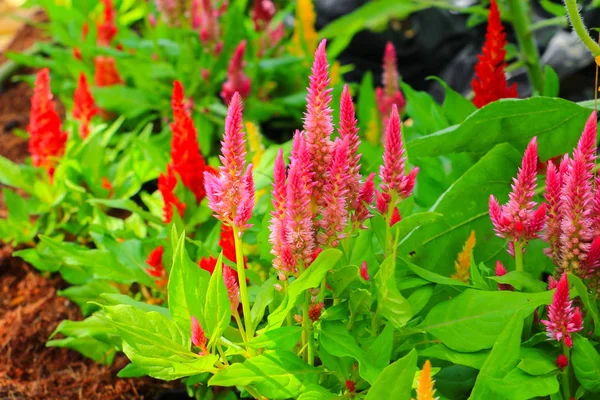 Cockscomb Pembe Veya Celosia Argentea Güzel Bahçede Çiçek Benekli — Stok fotoğraf