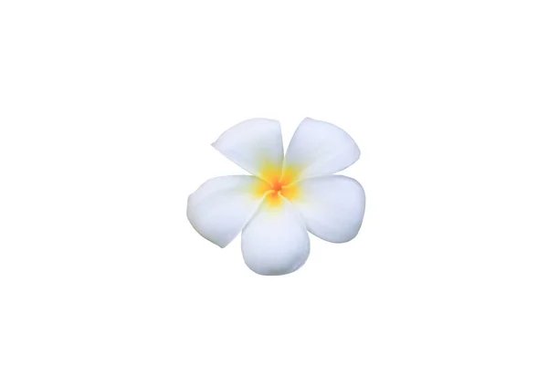 Plumeria Spa Flower Isolated White Background Clipping Path Common Name — Stock Photo, Image
