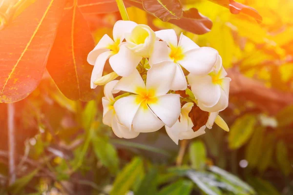 Plumeria Květina Bílá Krásně Stromě Společný Název Pocynaceae Frangipani Pagoda — Stock fotografie