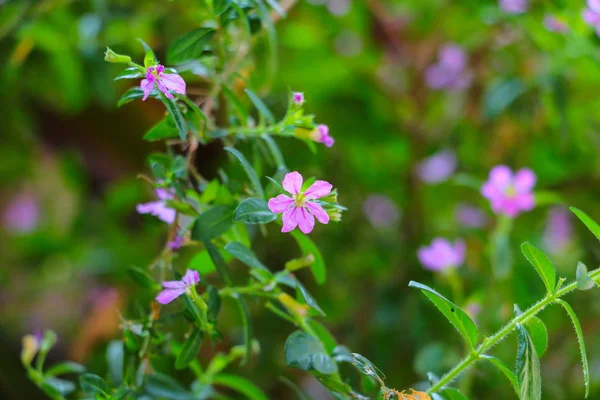 yeşil bir arka plana sahip küçük mor çiçek