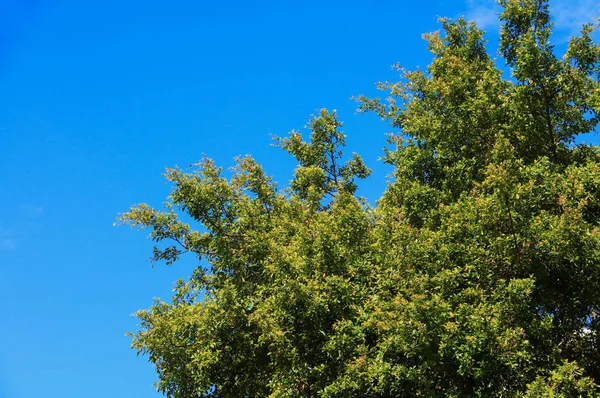 dal ve yaprak üzerinde mavi gökyüzü ormandaki güzel ağacın alt görünümü arka plan. kavram dünya çevre günü (durmak yok orman)