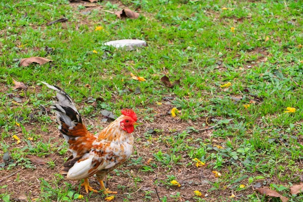 在草地上的鸡肉 Serama 在泰国南部的农场里种母鸡 — 图库照片