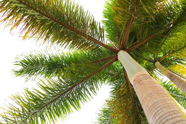 Palm Tree White Background Bottom View — Stock Photo, Image