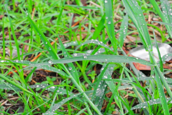 Wassertropfen Auf Den Blättern Grünes Gras Schöner Hintergrund Auswählen Fokus — Stockfoto