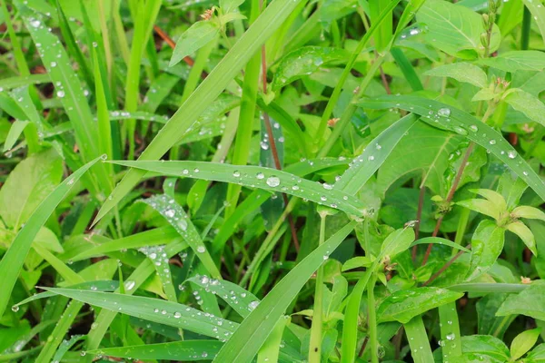 Gota Água Nas Folhas Grama Verde Belo Fundo Selecionar Foco — Fotografia de Stock