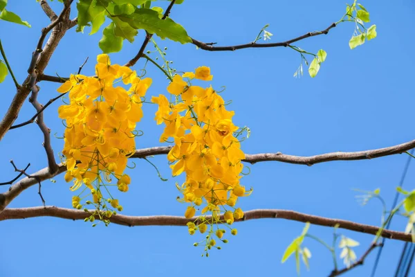 Cassia Przetoki Złoty Prysznic Drzewa Naturalnym Pięknie Tle Błękitnego Nieba — Zdjęcie stockowe