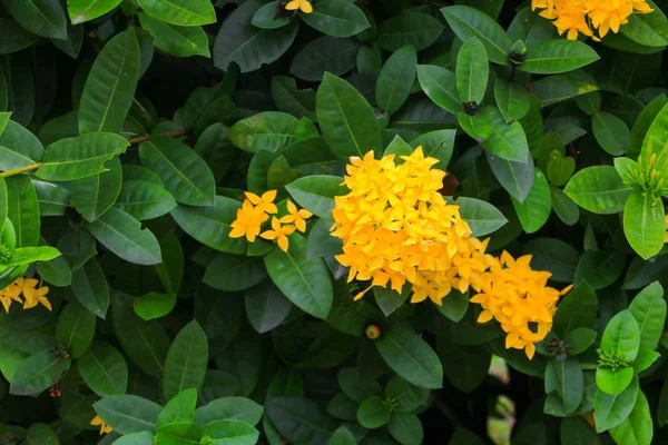 Ixora Virág Sárga Gyönyörű Kertben — Stock Fotó