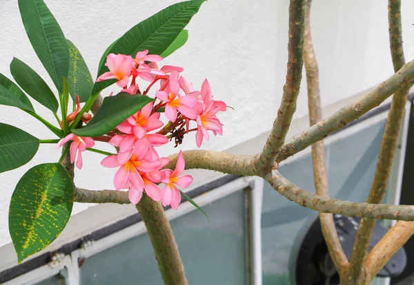 Plumeria Flower Pink Beautiful Tree Common Name Pocynaceae Frangipani Pagoda — стоковое фото