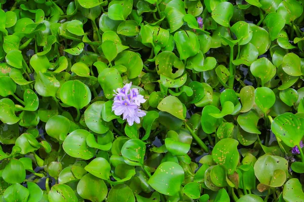 Acqua Giacinto Fiore Naturale Bellissimo Sfondo — Foto Stock