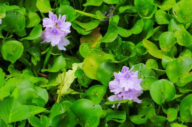 doğal güzel arka plan su sümbül çiçeği