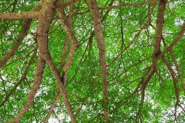 Beyaz arka plan alt görünümü üzerinde orman içinde güzel ağaç dal yaprağı. kavram dünya çevre günü (durmak yok orman)