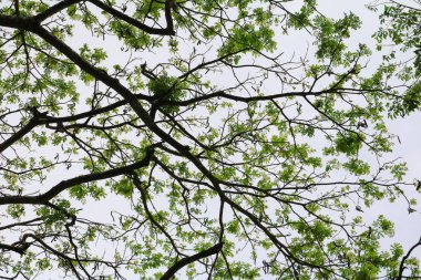 gölge şube ve güzel orman arka plan alt ağacının yaprak görüntüleyin. kavram dünya çevre günü (durmak yok orman)