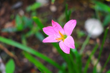 Pembe zephyranthes lily çiçek ve çiçek damla su kadar kapatın
