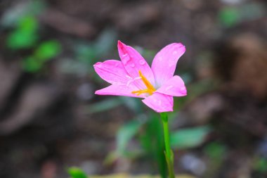 Pembe zephyranthes lily çiçek ve çiçek damla su kadar kapatın