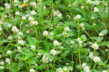 bir yeşil arka plan doku en iyi manzaralı küçük beyaz çiçek