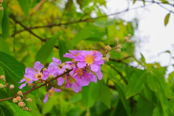 Queen Kwiat Macrocarpa Lagerstroemia Ściany Piękne Drzewo Fioletowy — Zdjęcie stockowe