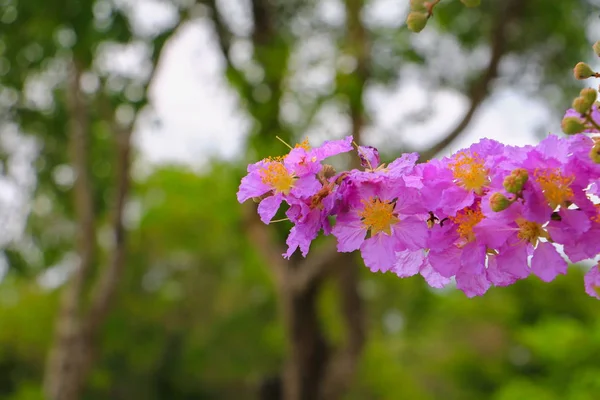 Queen Flower Lagerstroemia Macrocarpa Wall Purple Beautiful Tree — Stock Photo, Image